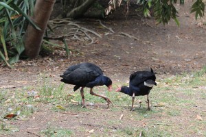 Pukeko sharing food