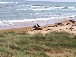 Sea Lions