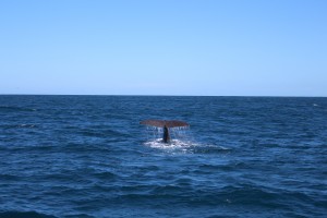 Sperm Whale