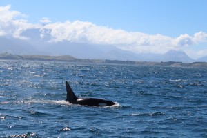 An Orca