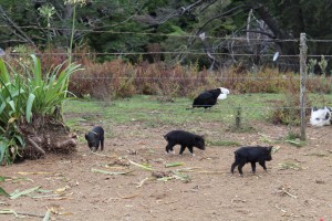 Stu's Wild Pigs