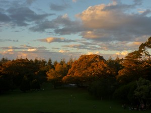 Autumn Colours In Cornwall Park