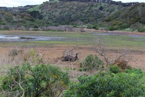 Emu at Tower Hill