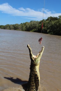 Jumping Crocodile