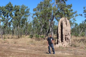 A Large Termite Mound