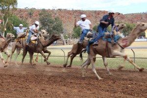 Racing Camels