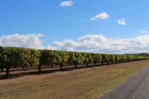 Mango Trees