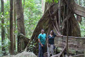 Large Tree