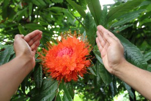 Large Flower 