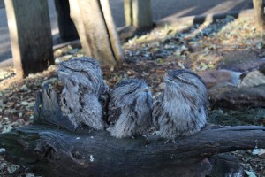 Sleeping Owls