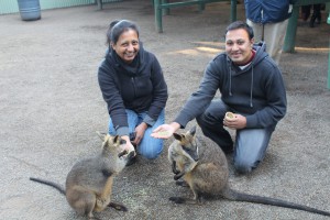 Petting the Wallabys