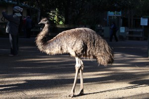 Wondering Emu