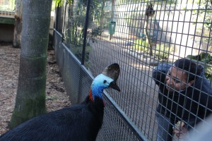 Cassowary