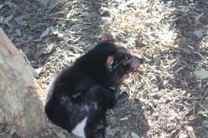 Tazmanian Devil