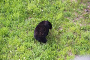 Black Bear