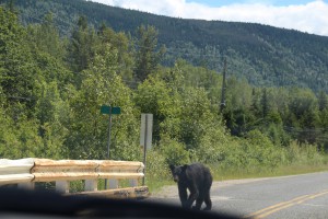 A bear crossing