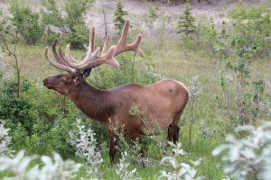 An Elk we think