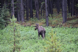 Finally a moose