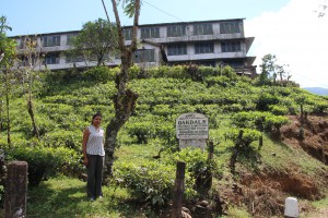 An old Tea Plantation