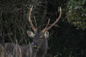 Animals in the grasslands