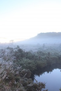 Dew and mists on the plains