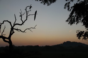 Stork and Peacock in the tree