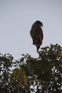 Large Eagle