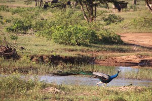 Running Peacock