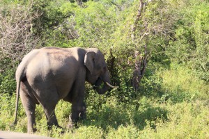 Tusked Elephant