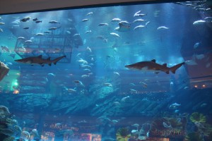 Dubai Mall Aquarium