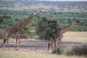 Giraffes