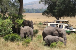 Elephants near lunch time