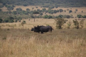 Amazing chance to see 2 Rhinos