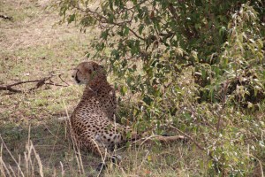 Cheeta under a tree like last time