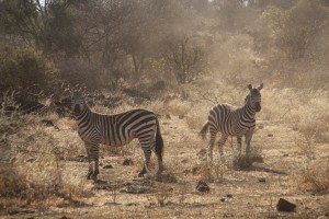 Zebras in the dust