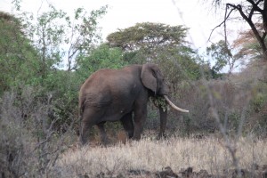 Large Tusked Elephant