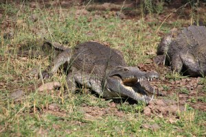 Crocodile Whispering