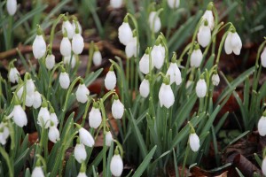 Snowdrops