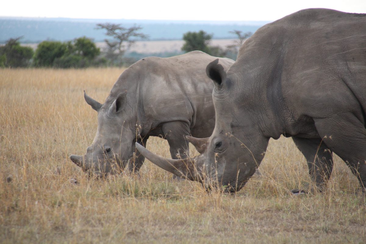 Kenya 2016