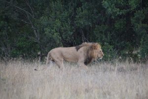 A lion walking near the camp