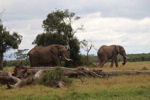 Elephants Crossing