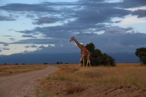 A giraffe with the darkening skies