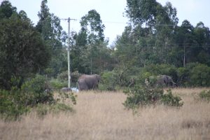 Lots of Elephants