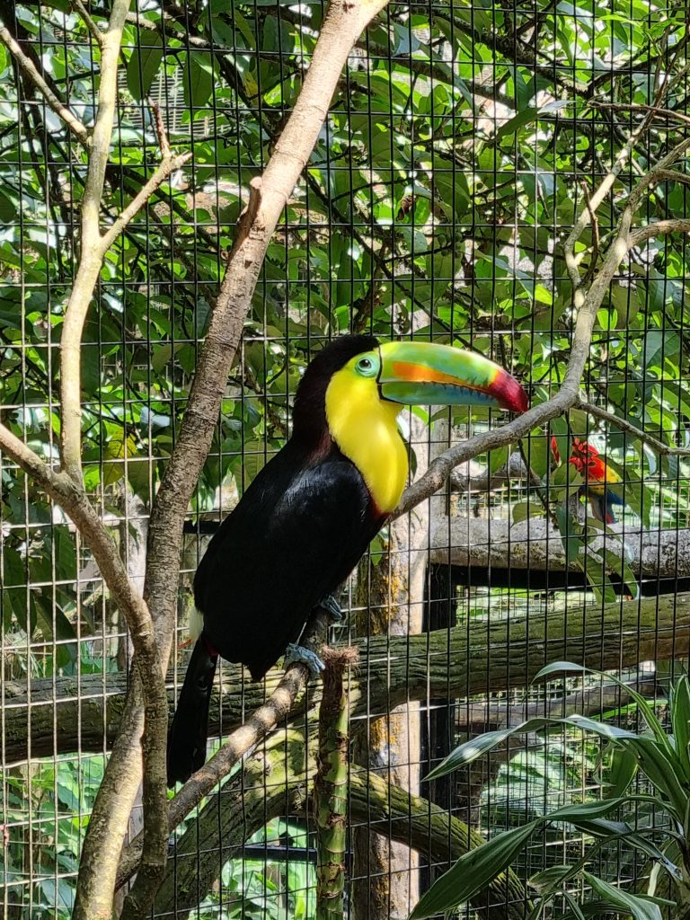 A Toucan