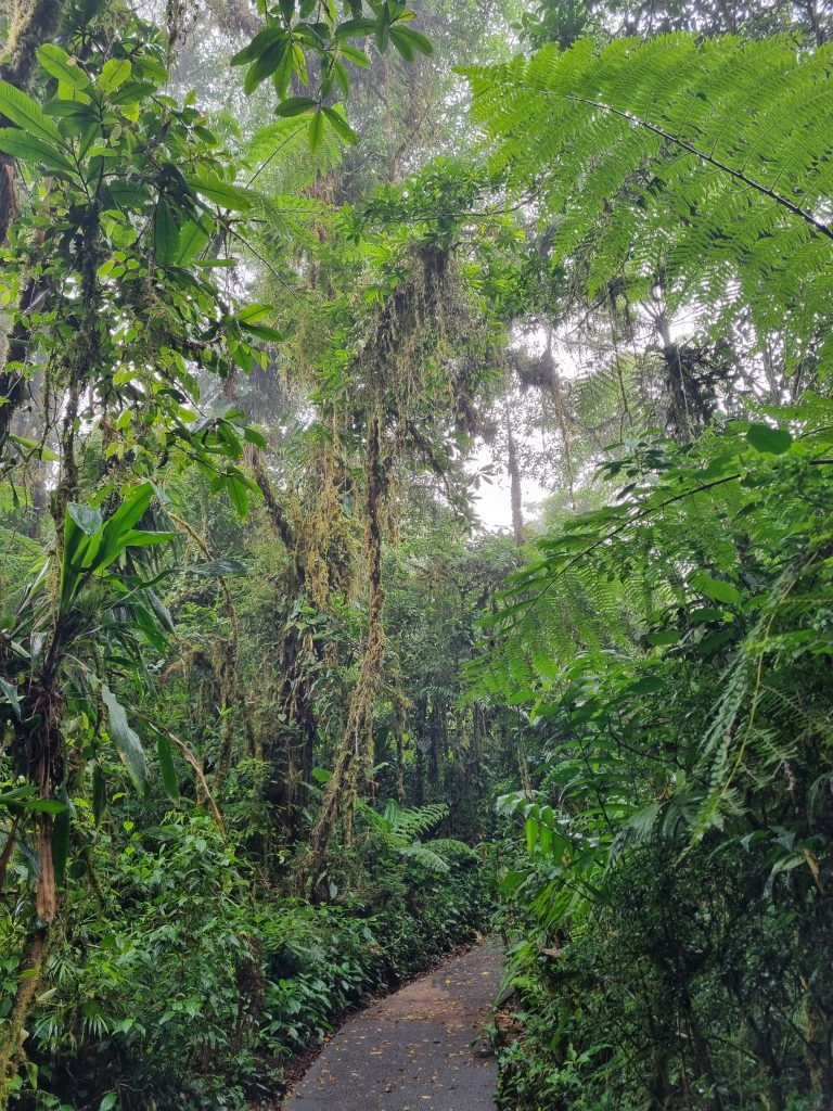 Cloud Forest