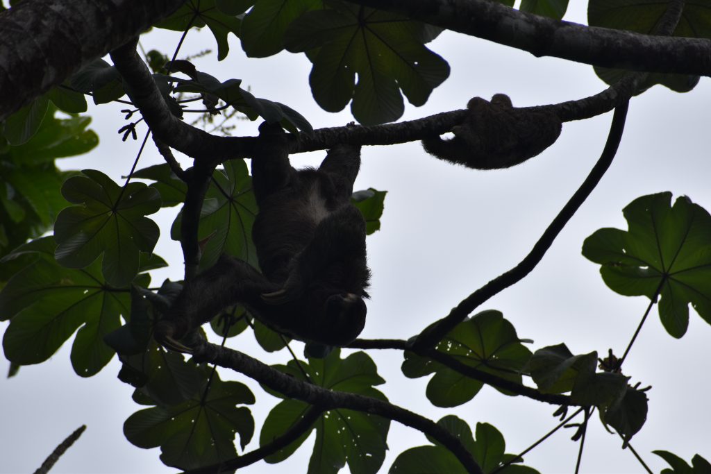 Sloth and baby