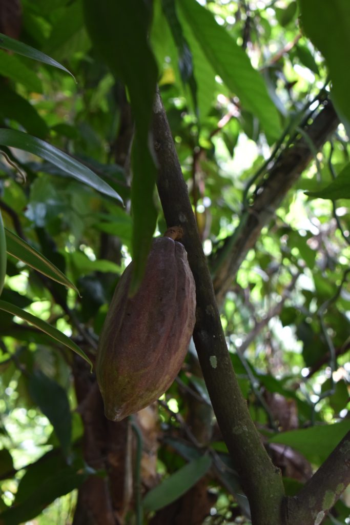 Cocoa Fruit